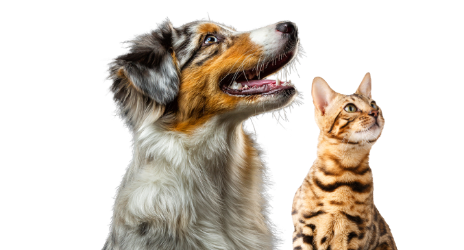 chien et chat